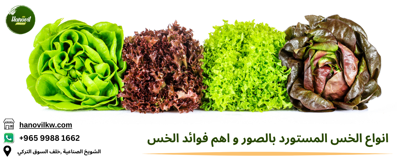 انواع الخس المستورد بالصور و اهم 6 فوائد للخس|Hanovil fruits